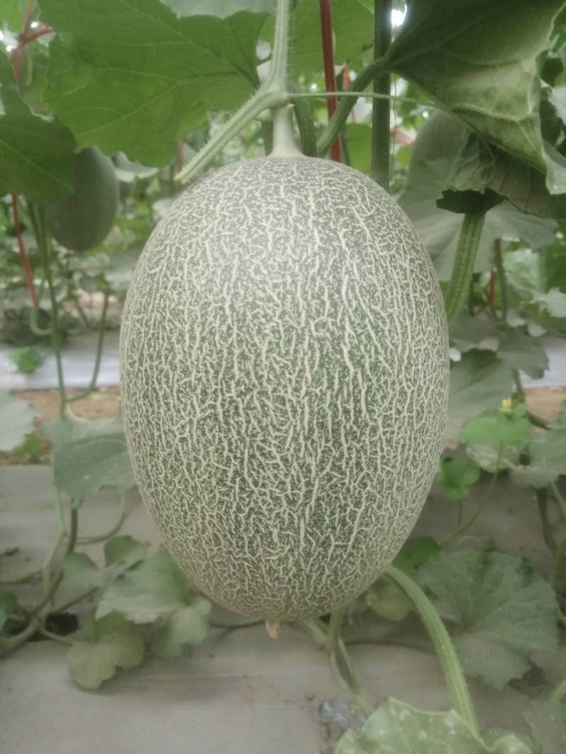 哈密瓜甘肃玉门原产地蜜瓜口感好玉门种植面积5000亩