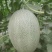哈密瓜甘肃玉门原产地蜜瓜口感好玉门种植面积5000亩