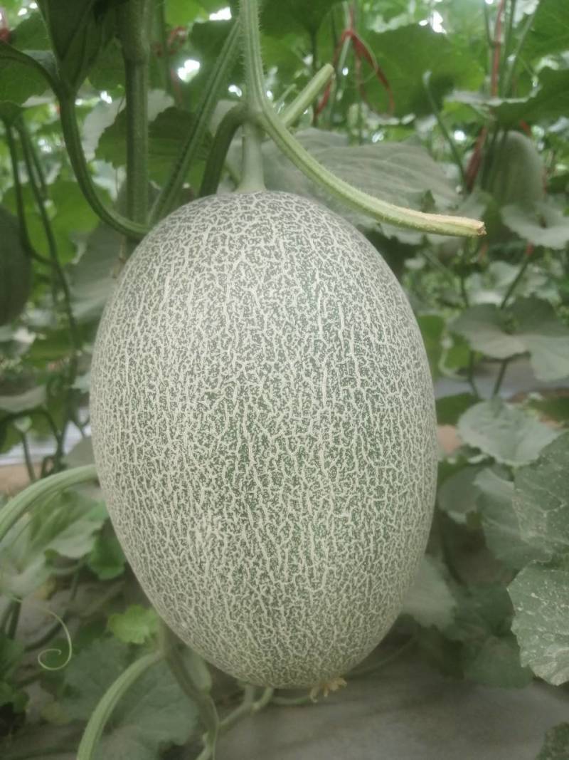 哈密瓜甘肃玉门原产地蜜瓜口感好玉门种植面积5000亩