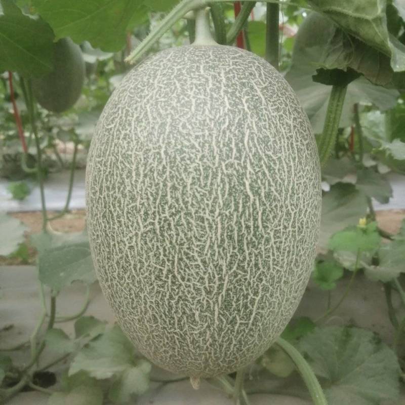 哈密瓜甘肃玉门原产地蜜瓜口感好玉门种植面积5000亩