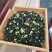 500g新茶叶茉莉花茶浓香型茉莉飘雪花茶