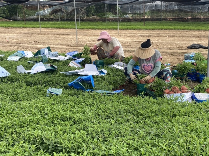 桑托斯马鞭草马鞭草苗马鞭草杯苗马鞭草种苗