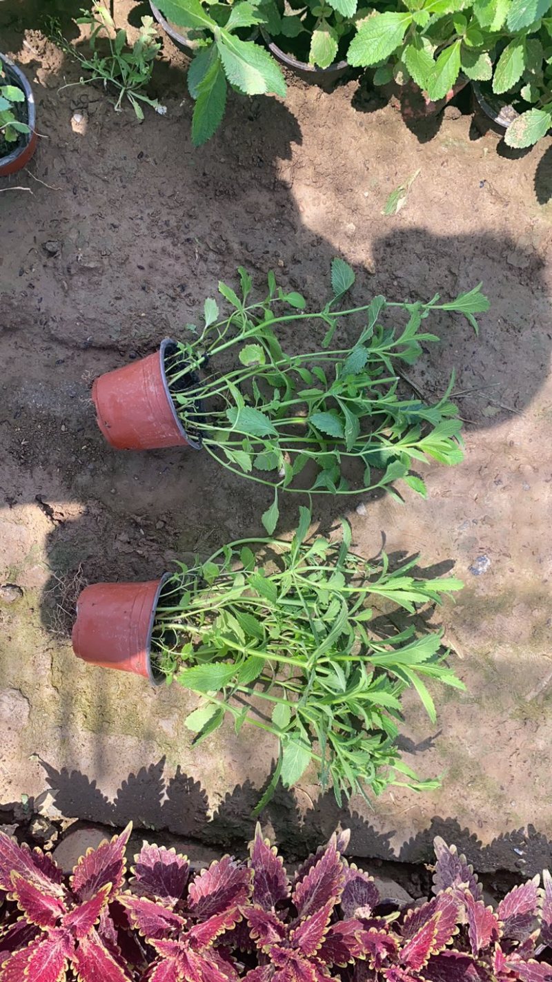 桑托斯马鞭草马鞭草苗马鞭草杯苗马鞭草种苗