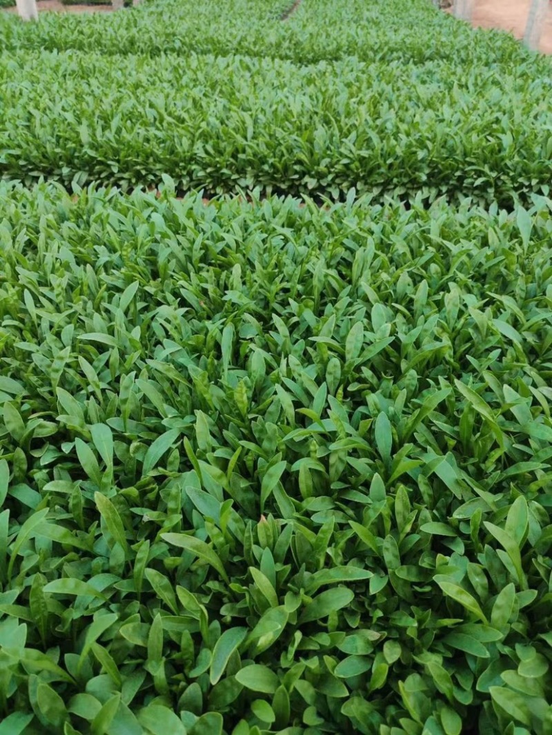 桑托斯马鞭草马鞭草苗马鞭草杯苗马鞭草种苗