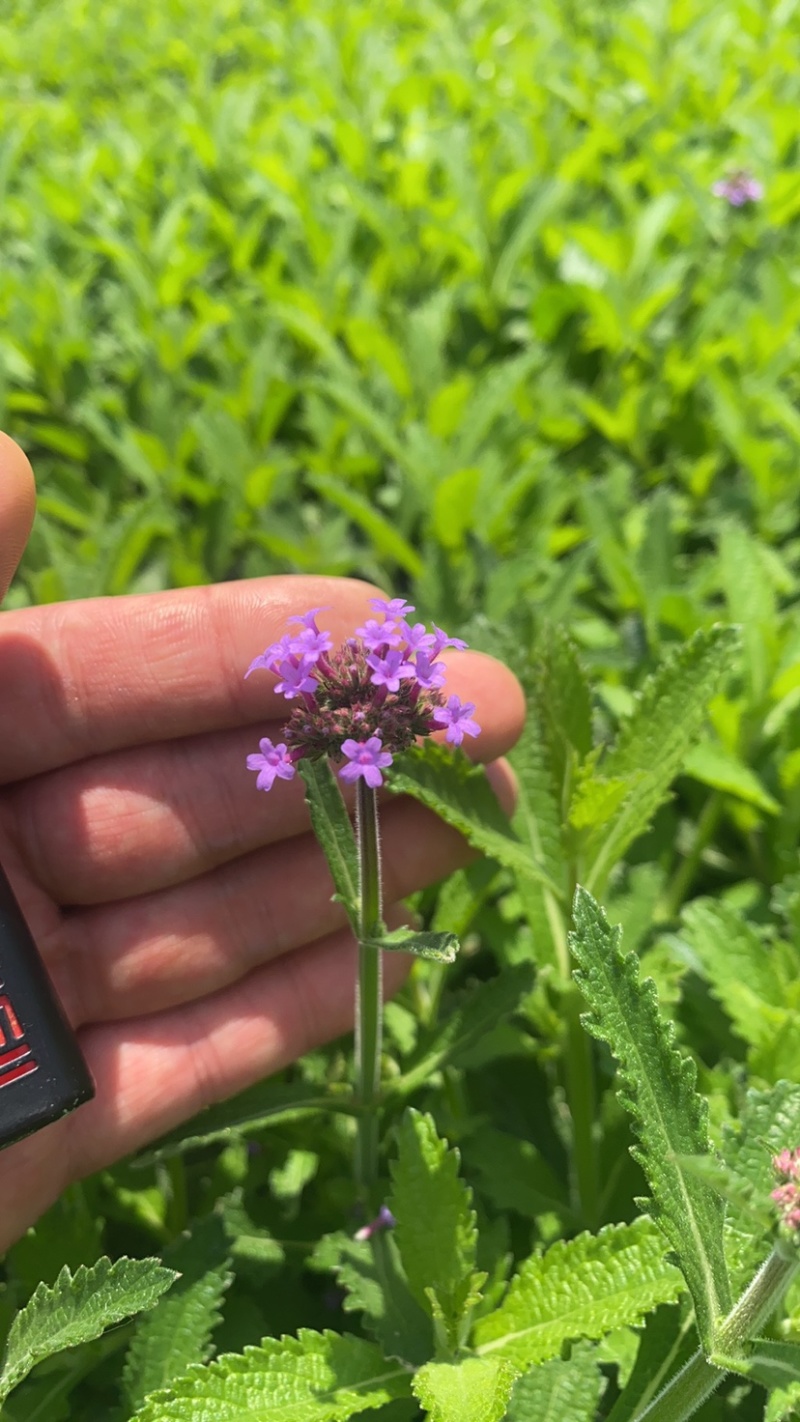 桑托斯马鞭草马鞭草苗马鞭草杯苗马鞭草种苗
