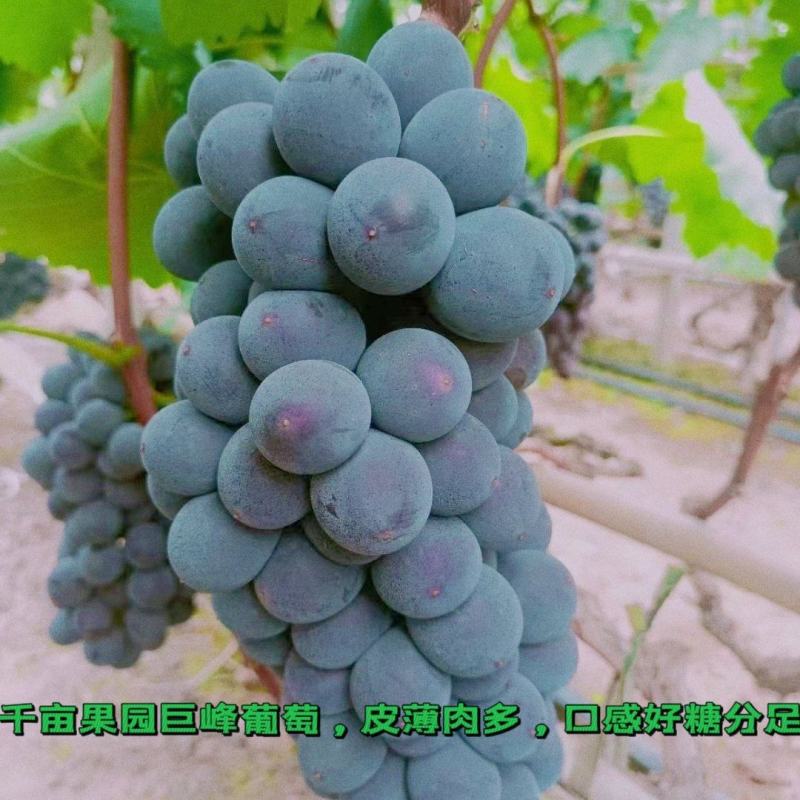 巨峰葡萄，千亩果园，大量上市，皮薄肉多，口感好，糖分足…