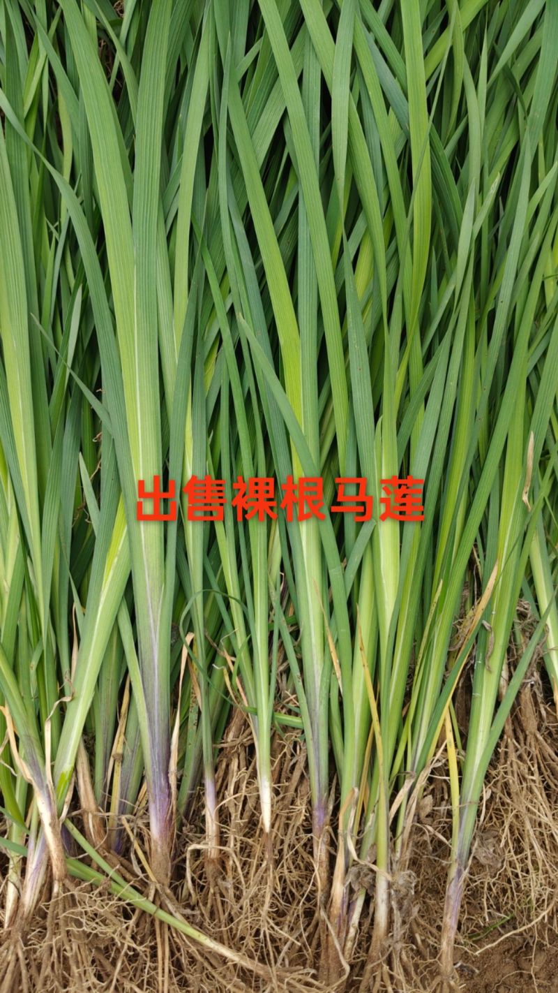 出售马莲