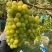 阳光玫瑰小果5%以下0.8~2.5斤