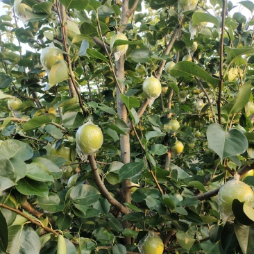 黄冠梨