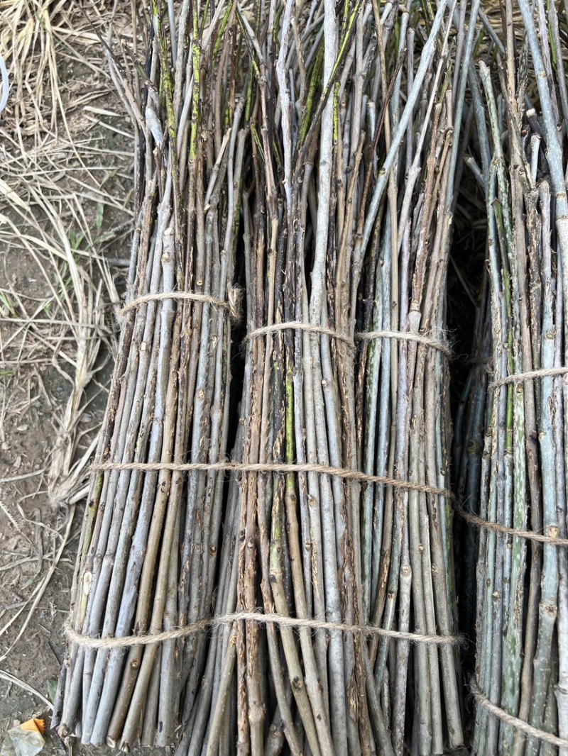 金蝉卵枝杨树卵枝白蜡卵枝