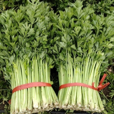 中细棵芹菜