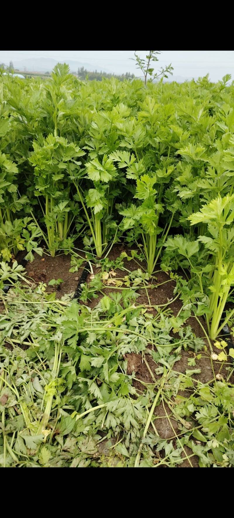 中细棵芹菜