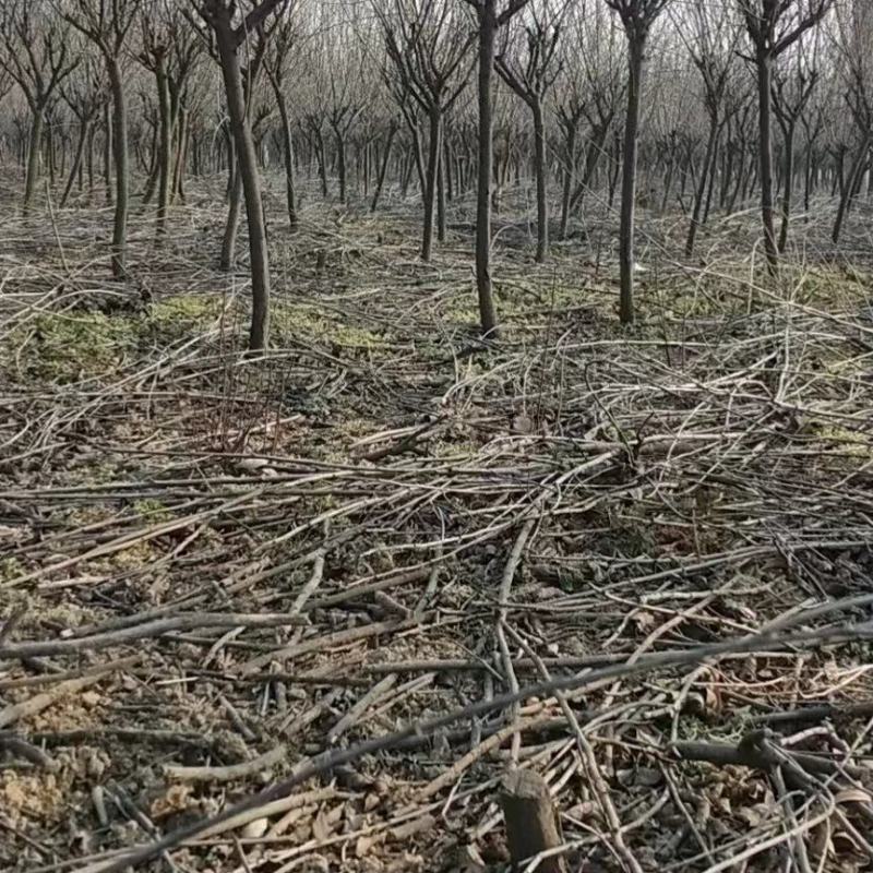 3的紫叶矮樱