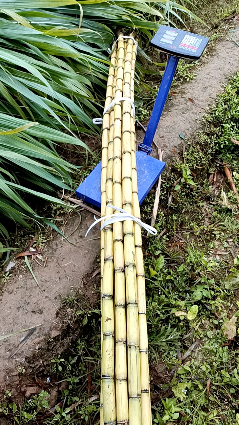 云南精品黄皮甘蔗，脆甜汁多爽口，一手货源诚信经营，质量保