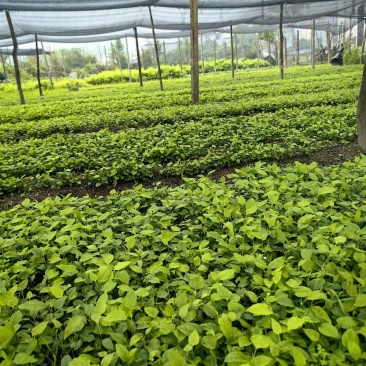 牛尾菜苗基地直供第二代精选籽育苗露天顺化牛尾蕨苗
