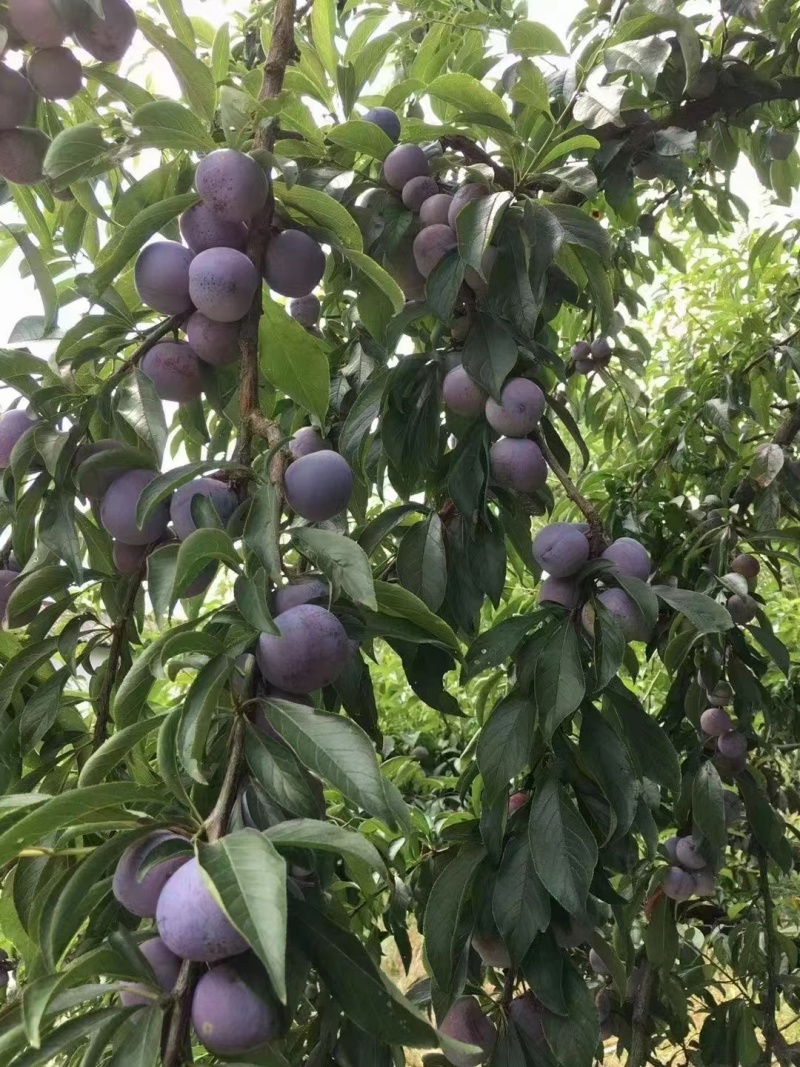 脆红李大量上市