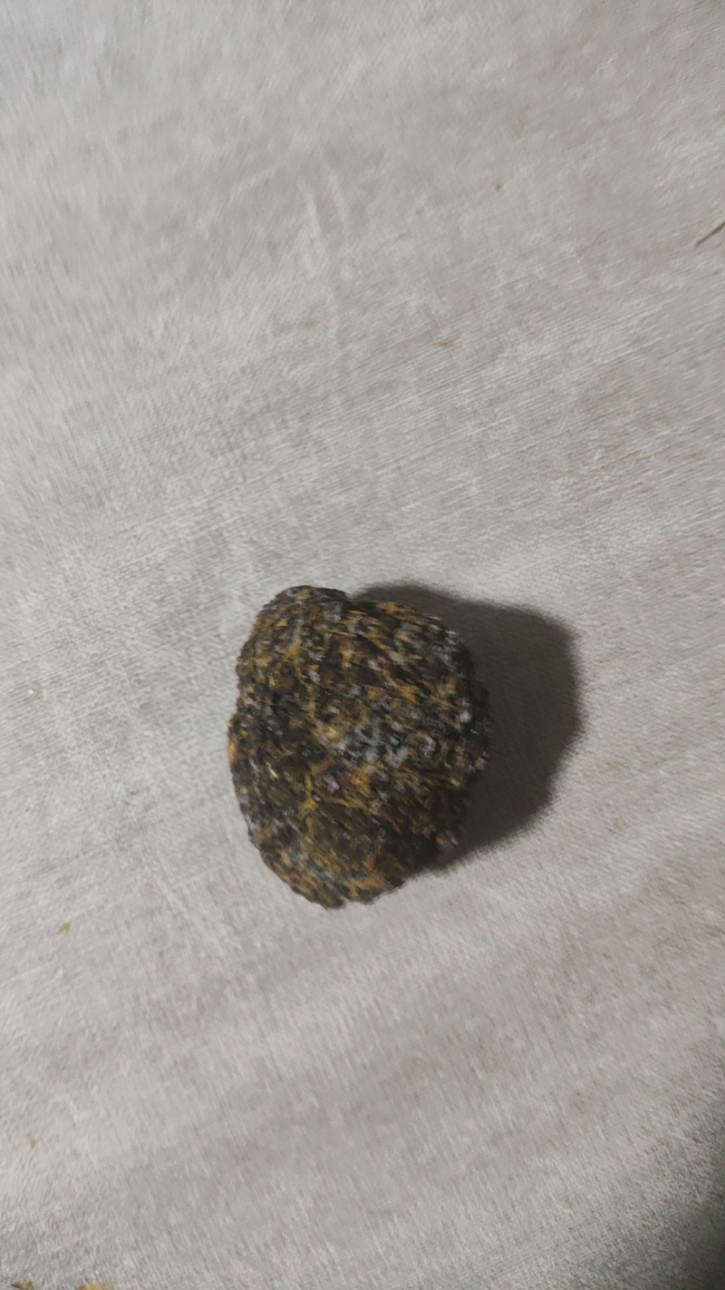 羊结石