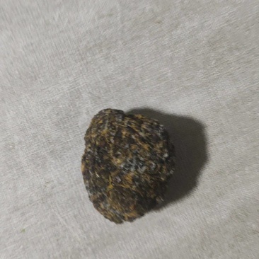 羊结石