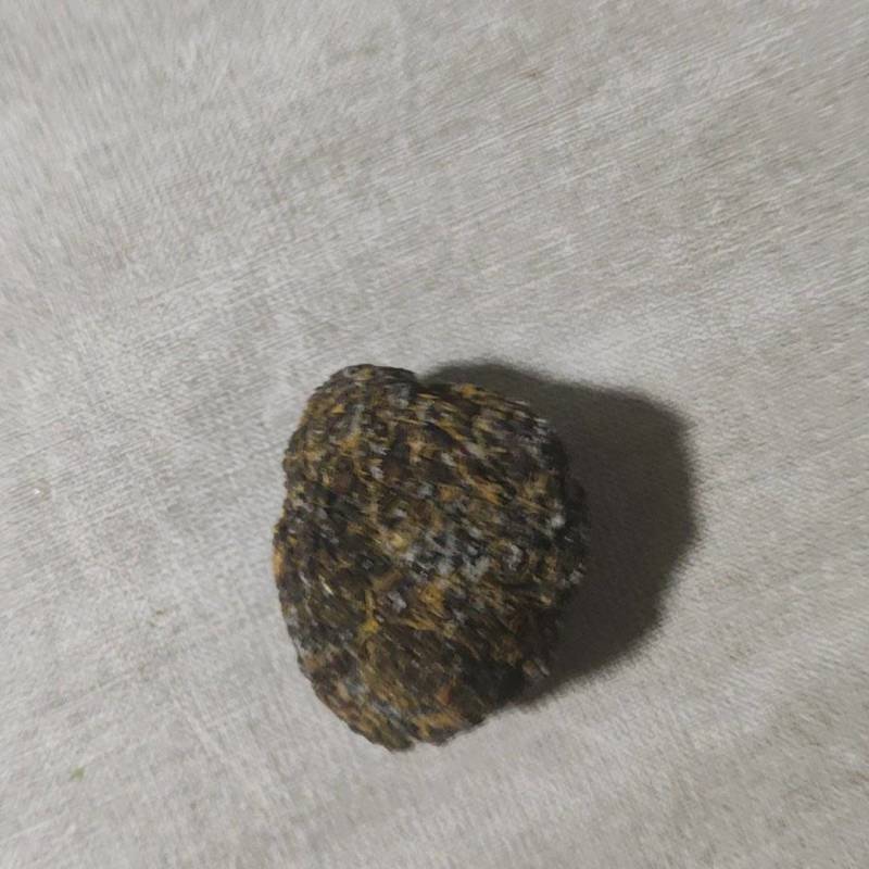 羊结石