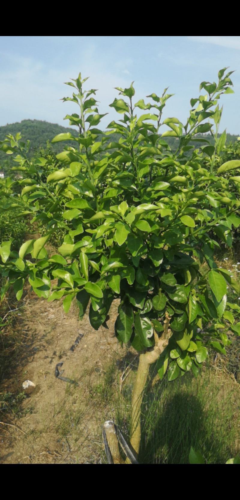 早熟砂糖桔枝条基地直发品种齐全技术指导量大优惠
