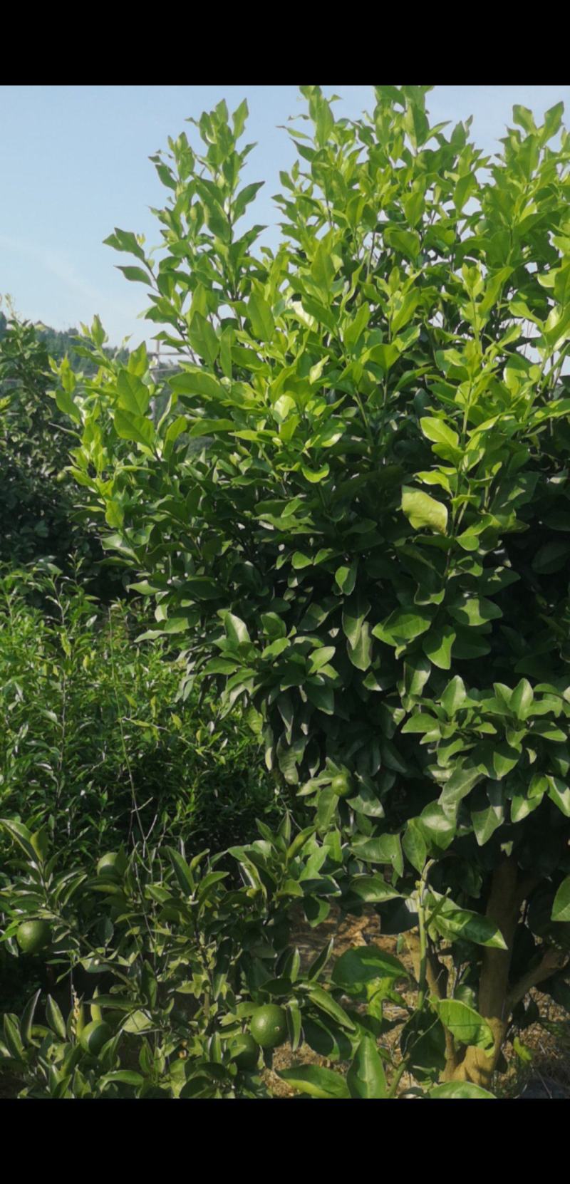 早熟砂糖桔枝条基地直发品种齐全技术指导量大优惠