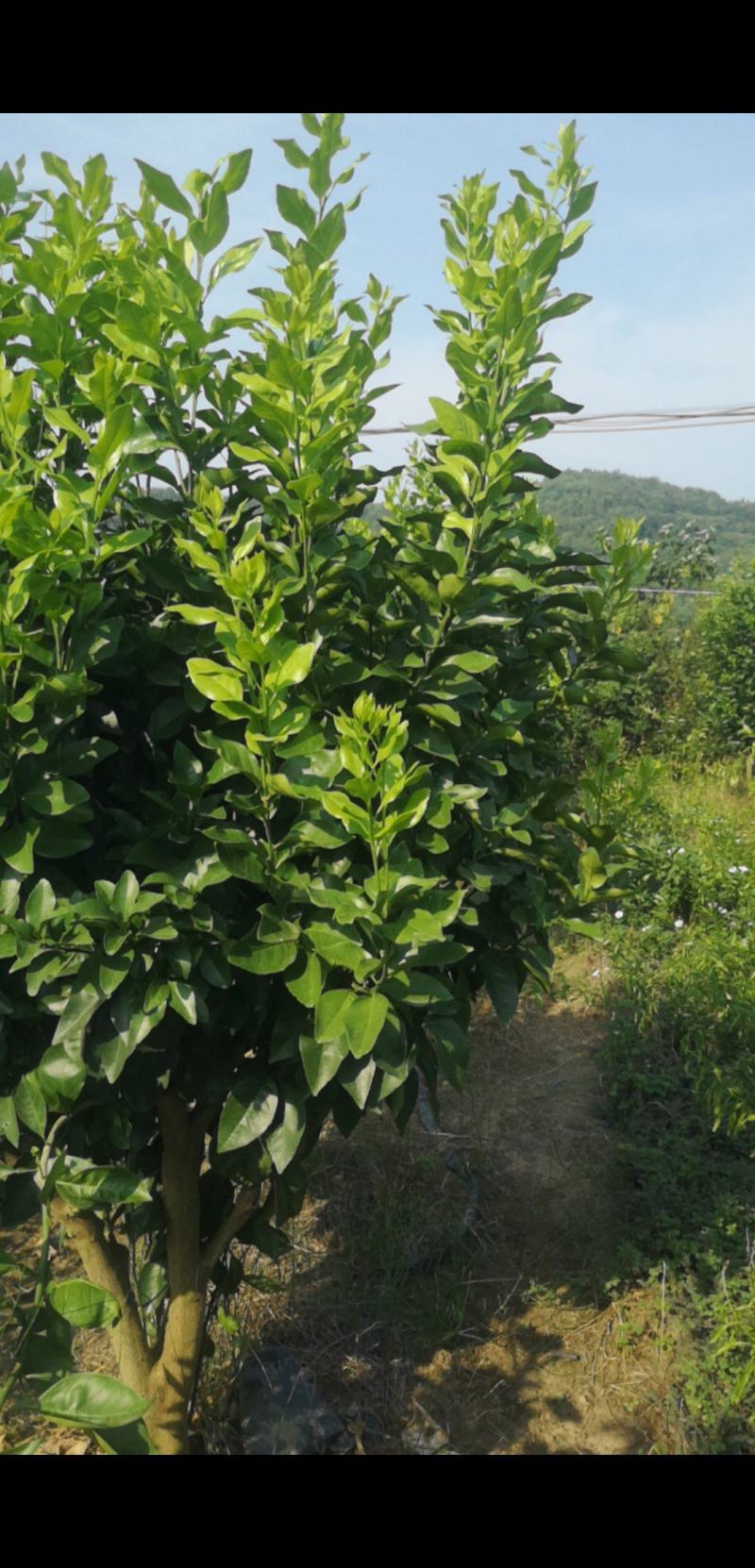 早熟砂糖桔枝条基地直发品种齐全技术指导量大优惠