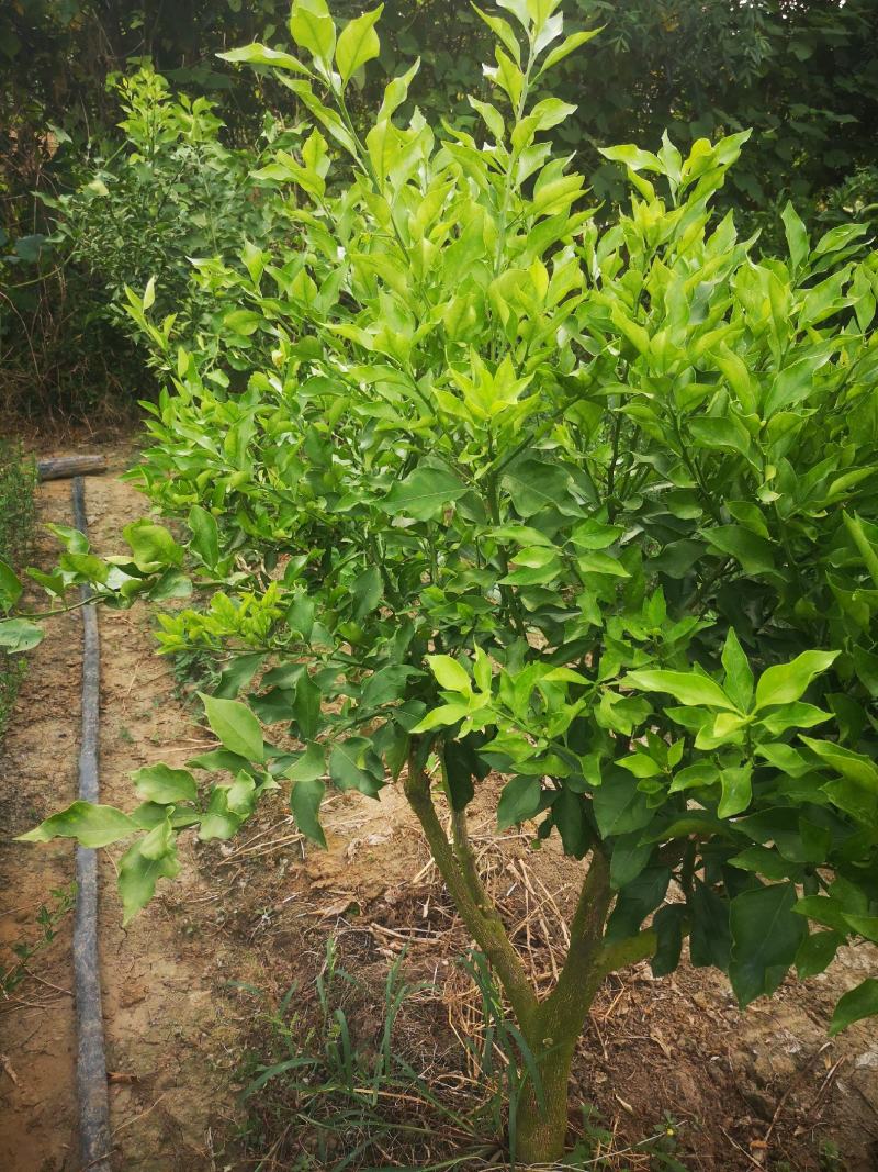柑橘枝条