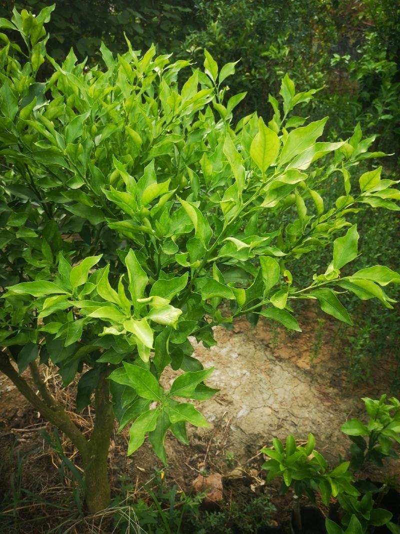 柑橘枝条
