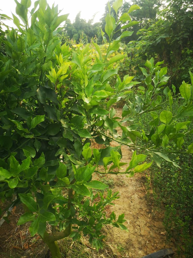 柑橘枝条