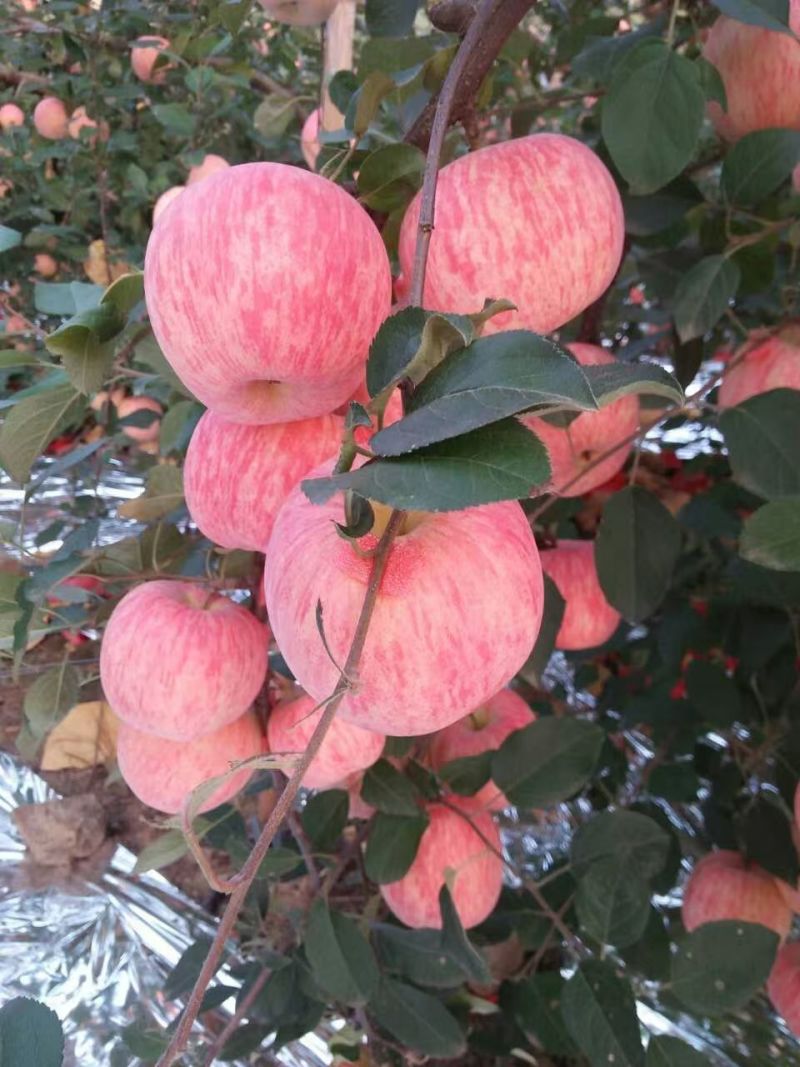 《苹果》云南昭通苹果/昭通2001苹果/新货上市承接电商