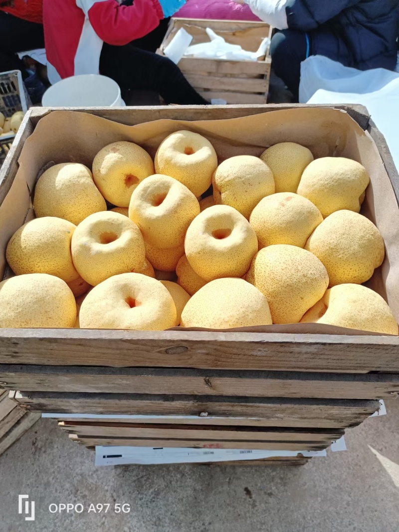 砀山梨，酥梨连片梨园基地，个大皮薄、脆甜爆汁，大量上市中