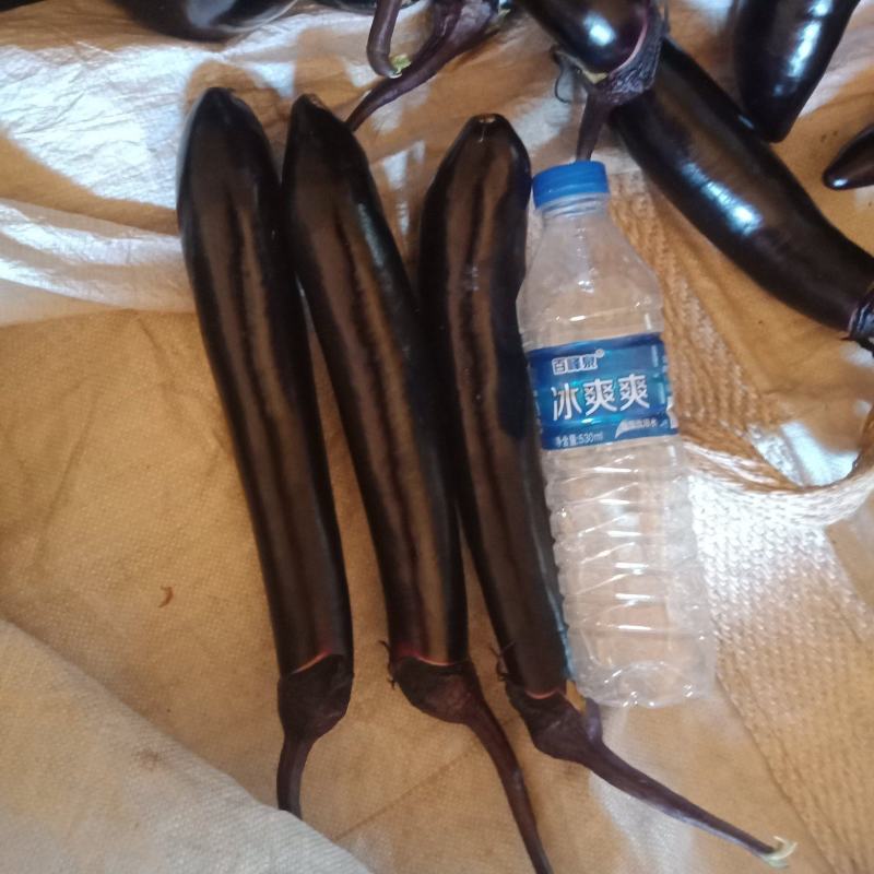 茄子，黑茄，长黑茄，欢迎前来收购，，，，