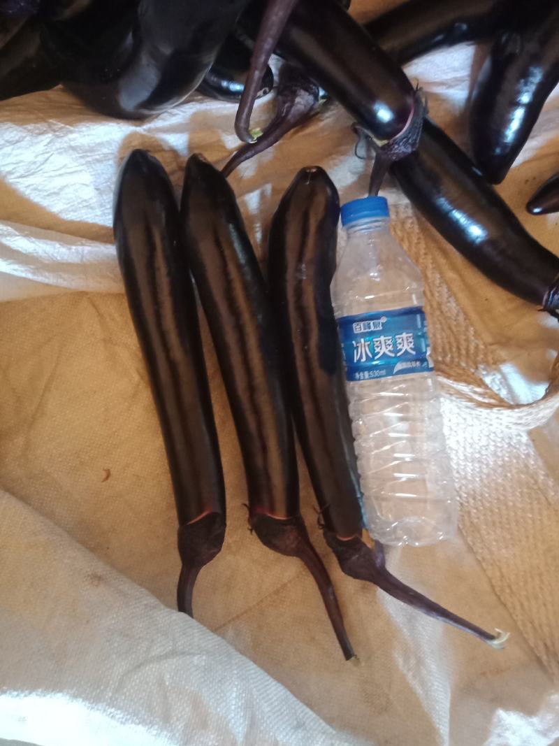 茄子，黑茄，长黑茄，欢迎前来收购，，，，