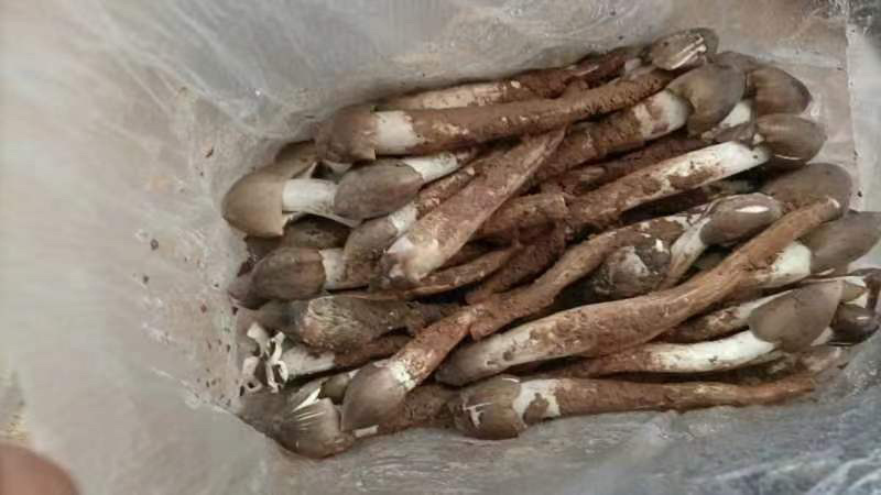 火把鸡纵