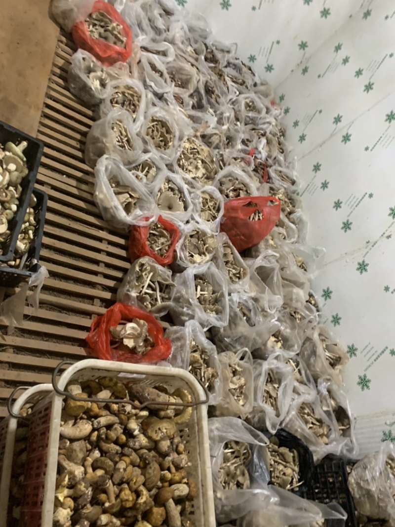 火把鸡纵