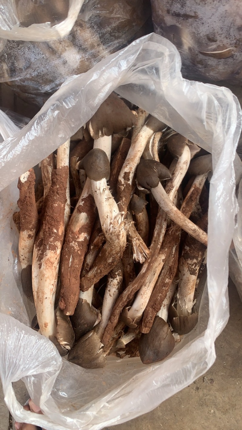 火把鸡纵
