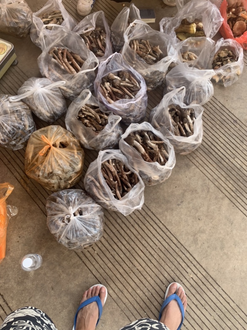 火把鸡纵