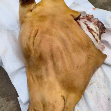 去骨生牛头肉，公牛，单个20斤~45斤重，牛头宴专用。