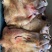 去骨生牛头肉，公牛，单个20斤~45斤重，牛头宴专用。