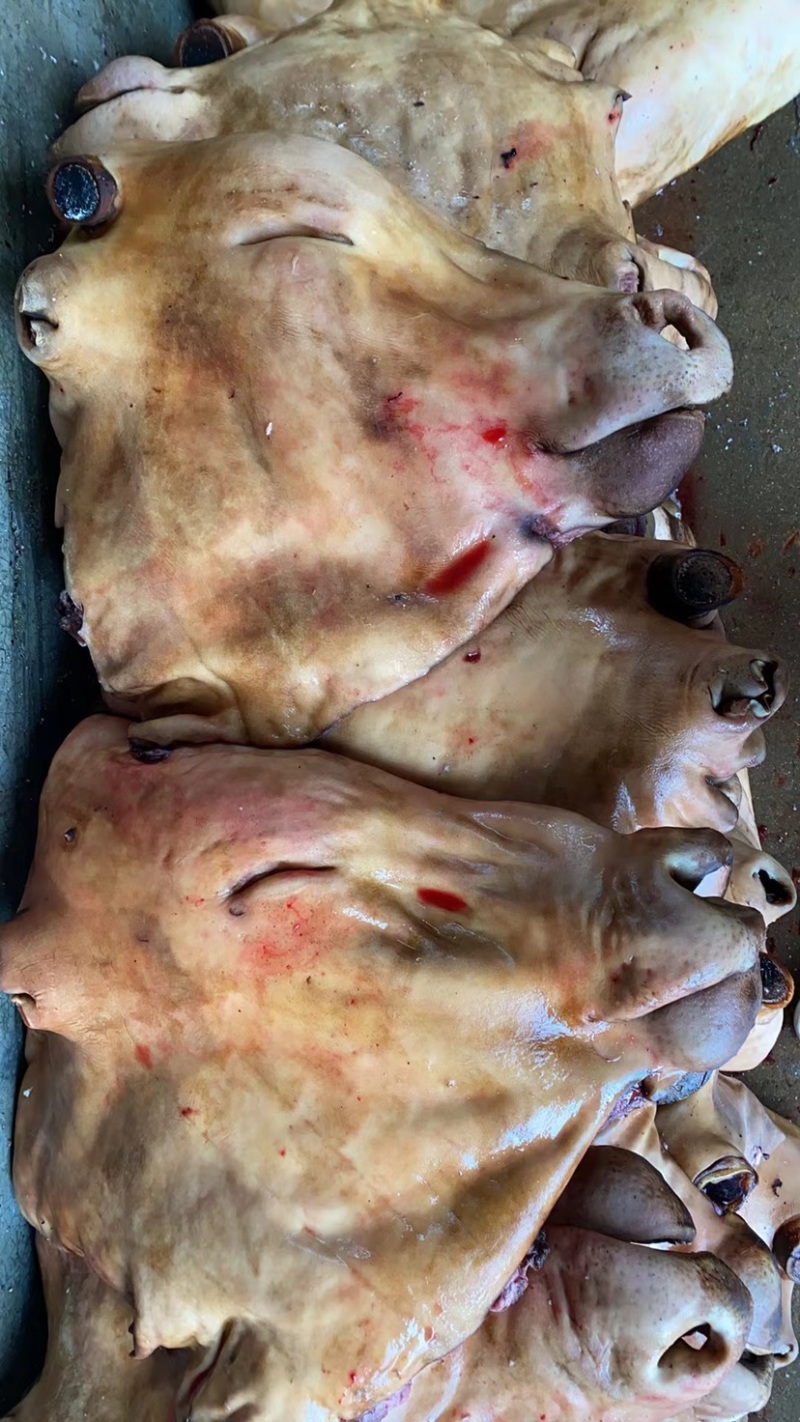 去骨生牛头肉，公牛，单个20斤~45斤重，牛头宴专用。