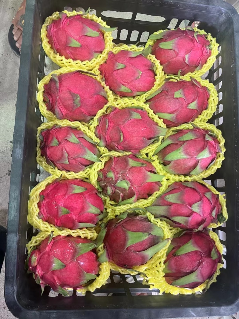 广东火龙果大量供应，长期有货。品种齐全，欢迎进店联系