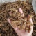 毛虫花鱿鱼制品干鱿鱼高涨发成色好