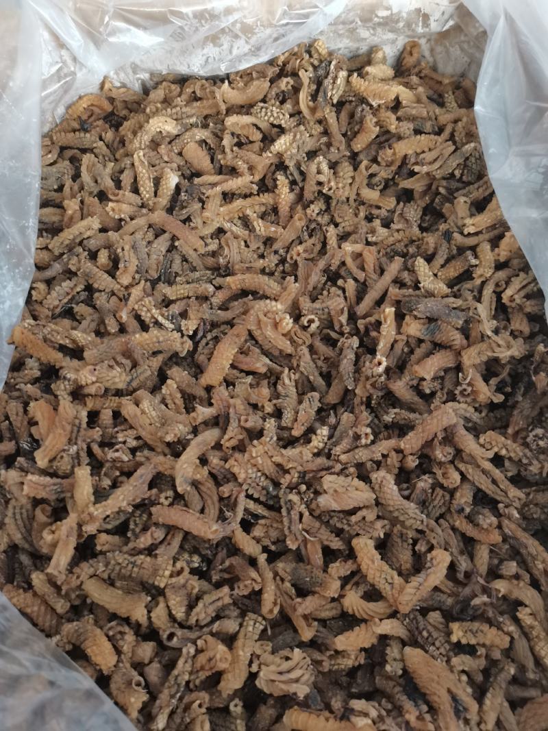 毛虫花鱿鱼制品干鱿鱼高涨发成色好