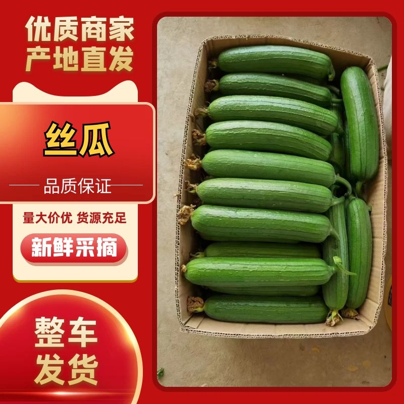 【优选】精品丝瓜大量供应货源充足量大从优