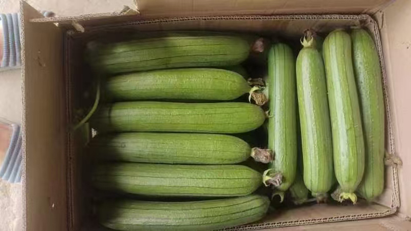 【优选】精品丝瓜大量供应货源充足量大从优