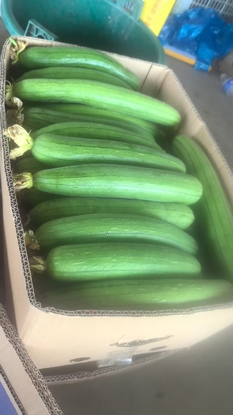 【优选】精品丝瓜大量供应货源充足量大从优
