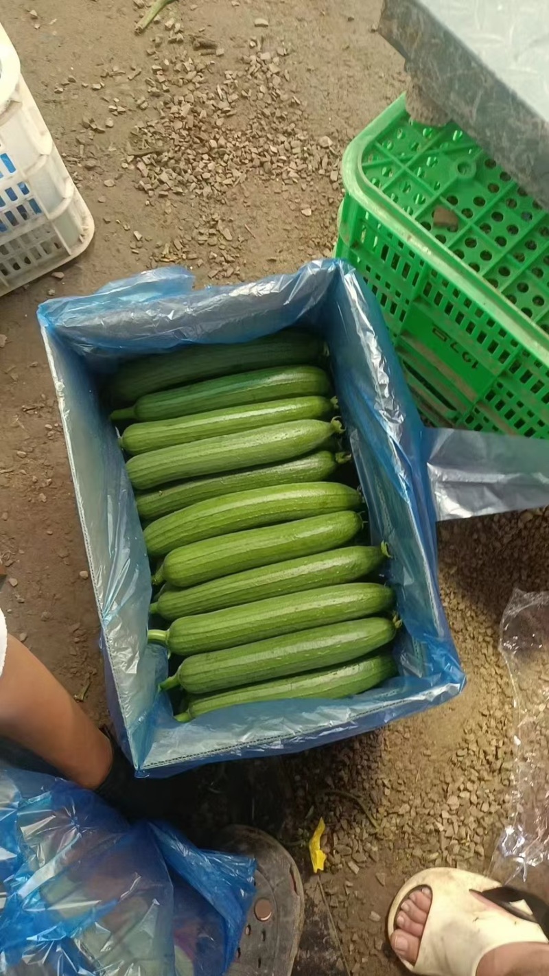 【优选】精品丝瓜大量供应货源充足量大从优