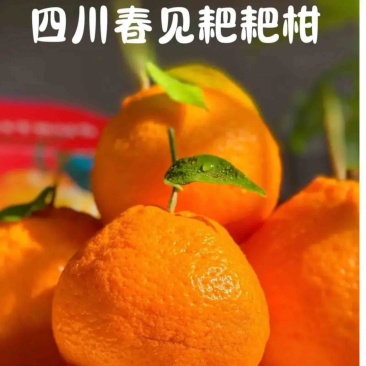 正宗四川春见耙耙柑，果瓤薄如蝉翼，果肉粒粒爆汁。