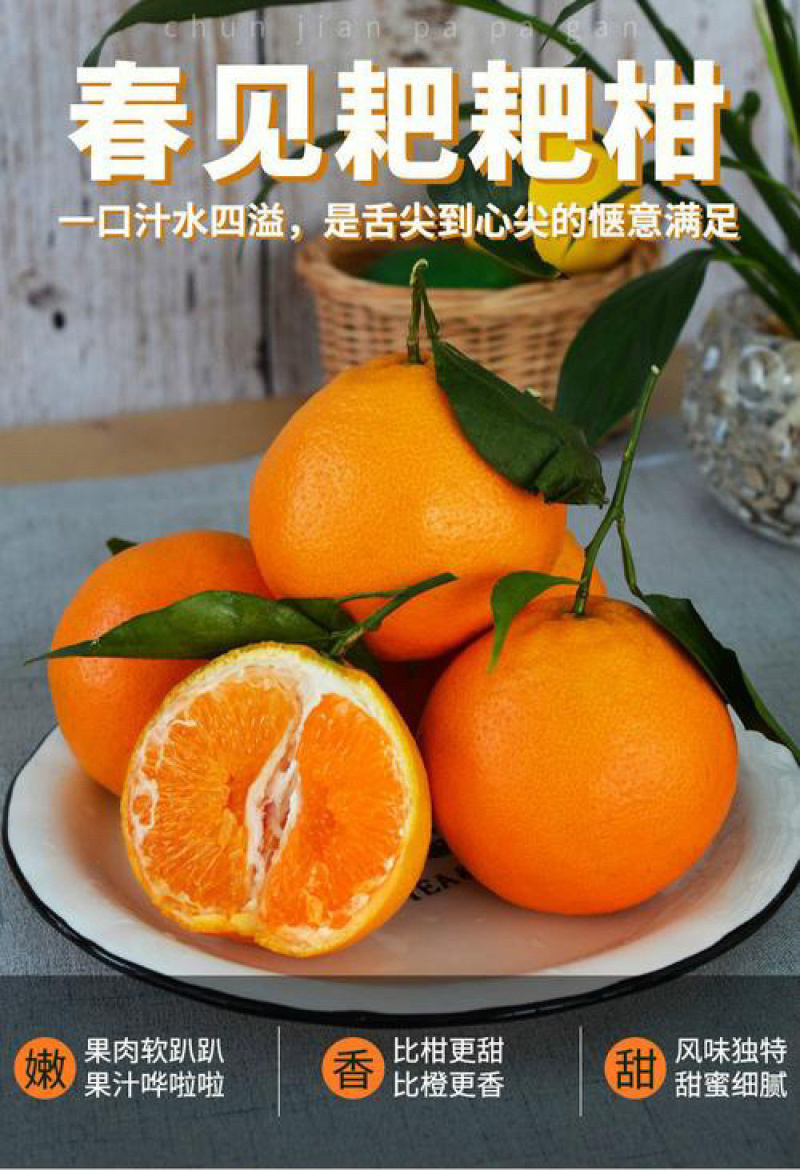 正宗四川春见耙耙柑，果瓤薄如蝉翼，果肉粒粒爆汁。