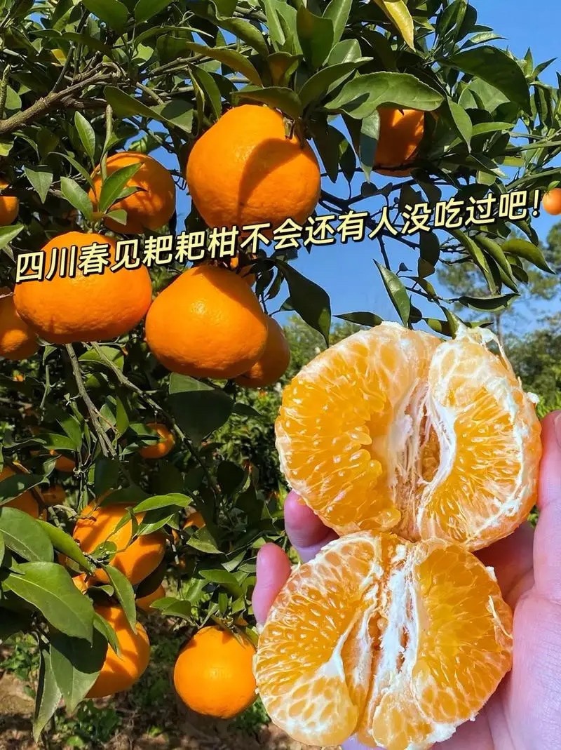 正宗四川春见耙耙柑，果瓤薄如蝉翼，果肉粒粒爆汁。